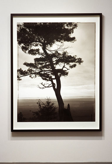 Arbre belvedere